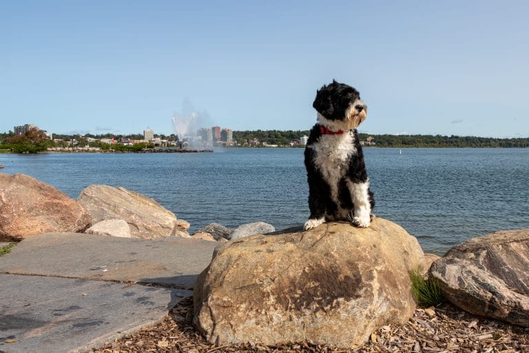 Portuguese Water Dog sitting on a rock on the shore of Lake Simcoe at Centennial Beach, Barrie, Ontario